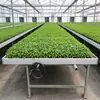Invernadero de Cama de Marea para Plántulas Invernadero de Cama de Marea Cultivo de Plántulas de Flores Plantación en Invernadero de Cama de Marea Plántulas Cultivo de Verduras Cama de Marea para Plántulas