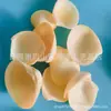 Artesanías de Caracolas Naturales Vendidas por Libra para Acuarios, Fotografía, Educación de Estudiantes y Niños, Minería y Uso Marino