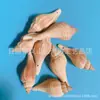 Artesanías de Caracolas Naturales Vendidas por Libra para Acuarios, Fotografía, Educación de Estudiantes y Niños, Minería y Uso Marino
