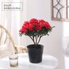 Planta de Azalea en Maceta con Capullos de Flor, Planta Grande Madura, Florece Todo el Año, Adecuada para Balcón y Visualización en Interiores, Planta Perenne Verde