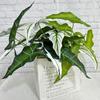 Nuevo producto 5 tenedores arum grande simulación planta verde hotel centro comercial hogar decoración de patio planta verde hoja planta venta al por mayor
