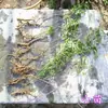 Muda de Cipó-trombeta Flor Grande Planta Trepadeira China América Muda de Cipó-trombeta Muda Varanda Vila Paisagismo Atacado