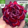 Planta en Maceta Rosa del Desierto con Doble Pétalo, Planta Verde Resistente a la Sequía, Fácil de Cuidar en Interiores o en el Balcón, Planta Suculenta Fácil de Mantener en Verano