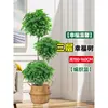 Árbol Feliz Sala de Estar en Maceta Planta Verde Grande y Vieja Oficina Árbol Seguro Planta Absorbente de Formaldehído Fácil de Mantener en Todas las Estaciones