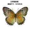 Venta Directa al Por Mayor de Fábrica de Especímenes Reales de Mariposas con Alas Extendidas, Diversos Insectos y Escarabajos, Accesorios para Fotos, Educación Científica, Especímenes Naturales