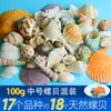 Conchas de Caracola Naturales, Vieiras de Colores, Conchas Pequeñas Hechas a Mano para Manualidades, Más de 20 Mixtas para Paisajismo de Acuarios, Materiales para el Día del Niño