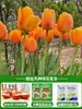 Bulbos de tulipa, plantas de flores hidropônicas, flores de interior que florescem em todas as estações, sementes, mudas de flores em vasos, fáceis de cultivar em terra ou água