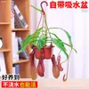 Las plantas carnívoras en maceta son plantas verdes perennes que atrapan y comen insectos, repelen mosquitos y son fáciles de mantener en balcones y en interiores.. Son flores resistentes al calor