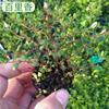 Semillas de Tomillo, Orégano, Romero, Semillas de Albahaca, Plantas Verdes, Limón Menta Comestible para Balcón en Todas las Estaciones