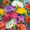 Bulbos de alisso de flores duplas, frésia, sementes de tuberosa em vasos de varanda de quatro estações, flores perenes de pátio interno