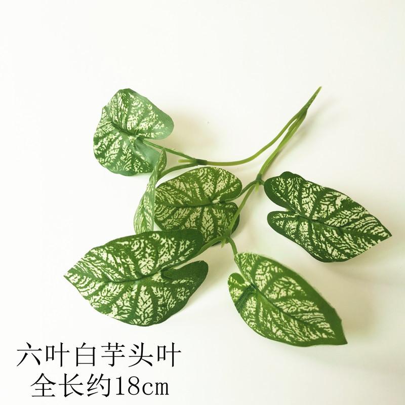 【六叶白芋头叶】.jpg