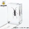 Artesanías de especímenes, insectos reales, escarabajo ciervo, escorpión, escarabajo, araña, regalos de enseñanza de ciencias biológicas, adornos de resina