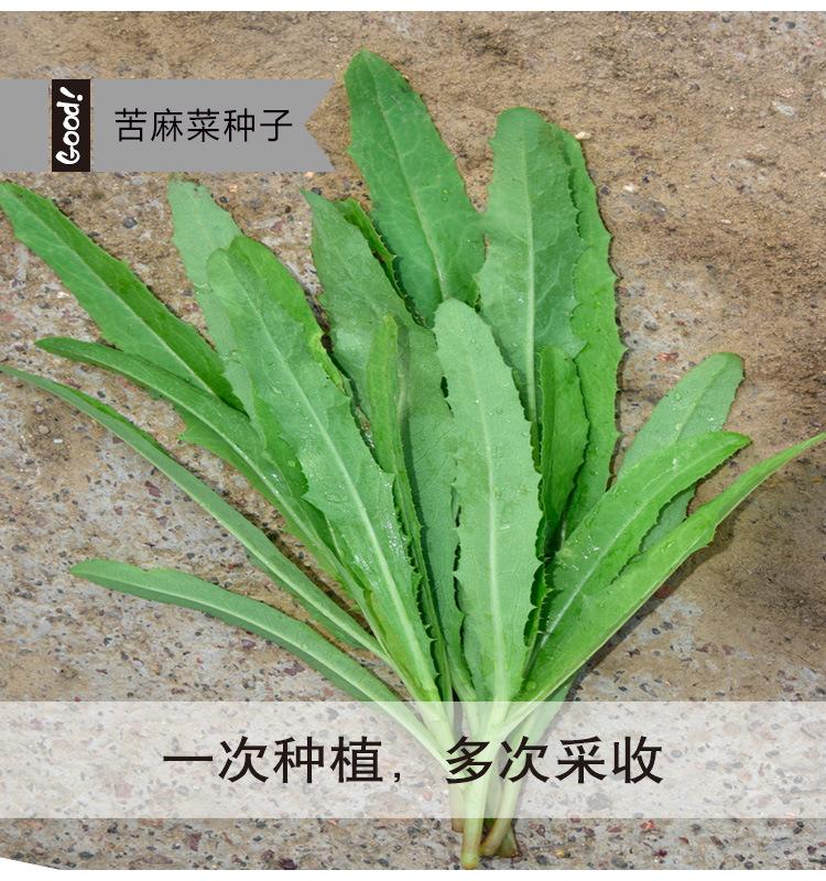 苦麻菜03-4