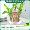 Planta en Maceta de Madera Brasileña Figura de Árbol Groot Árbol de la Fortuna Hidropónico Planta Verde con Flores Planta Cultivada en Agua de Interior Bonsái de Escritorio