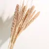 Ramo de Flores Secas de Yunnan Espigas de Mijo Espigas de Grano Decoración para el Hogar Literaria Pastoral Accesorios para Fotografía Flores Secas DIY Venta al por Mayor