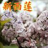 Dropshipping de mudas de lilases, mudas de flores perfumadas, plantas resistentes ao frio que florescem em todas as estações, pátios externos no Norte e no Sul