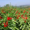 Pimenta em Pó Especial de Guizhou, Pimenta em Pó com Camarão de Zunyi 500g, Pimenta em Pó Refogada na Lenha