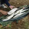 Bolsa para Pesagem de Peixe, Acessórios Europeus para Pesca de Carpa, Bolsa para Pesagem de Peixe, Bolsa de Pesagem de Pesca com Rede Dobrável, Bolsa de Tecido, Bolsa Resistente para Transporte de Peixe