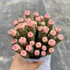 Base de planta suculenta autoproducida y autovendida al por mayor suculentas pequeñas combinación de flores plantas en maceta plantas carnosas Lithops Haworthia