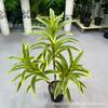 Lirio de bambú de tres cabezas de doble cabeza de una sola rama, planta de simulación en maceta, decoración de planta verde, bambú rico, adornos para decoración del hogar al por mayor