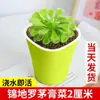 Planta Jarra Repelente de Mosquitos Planta Verde Captura de Insectos Diversión Planta Carnívora Fácil de Cuidar Planta de Trampa de Venus para Escritorio de Interior Planta en Maceta
