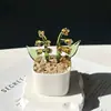 Enfeites de Vidro Zibo, Plantas Suculentas em Vasos, Plantas Verdes de Vidro, Presentes de Flores de Dezembro, Artesanato para Decoração de Escritório
