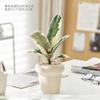 Follaje Cómico Árbol de Caucho Planta de Interior Oficina Dormitorio Planta Verde Fácil de Cuidar Hojas de Colores Moderno Interesante Planta en Maceta de Escritorio