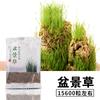 Rocalla de piedra Shangshui bonsái piedra absorbente planta planta verde semilla de hierba cálamo paisaje micro interior maceta musgo polvo de esporas