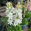 Bulbos de Tuberosa com Pétalas Duplas e Fragrância Forte, Bulbos Perenes para Iniciantes, Flores de Corte para Pátio e Varanda Plantas em Vasos