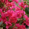 Buganvilia de Flor Doble, una Planta con Floración Todo el Año, Plántulas en Maceta, Tallos Viejos, Adecuada para Jardines Interiores y Exteriores, Enredaderas Trepadoras, Fácil de Mantener