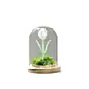Regalo del Día de la Madre: Adorno de Cúpula de Vidrio Hecho a Mano Tulipán Glaseado Zibo, Planta Eterna Regalo Creativo Al Por Mayor