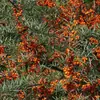 Semillas de Espino Marítimo, Semillas de Espino Marítimo de Fruto Grande, Frutas Fáciles de Cultivar en Todas las Estaciones, Semillas de Árbol de Espino Marítimo Plantadas en el Sur y el Norte