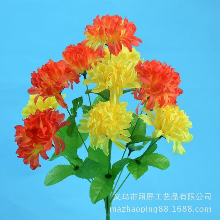 12头爪菊6