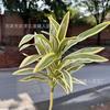 Borde dorado Lirio planta verde artificial bonsái planta decorativa arreglo floral decoración de boda flor falsa accesorios para sesión de fotos al aire libre