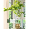 Mudas Pote Forma de Bordo de Primavera Dourada Fluida, Plantas Verdes, Plantas Grandes de Interior, Plantas de Varanda, Fácil de Manter e Viver em Todas as Estações, Sempre Verde