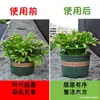 Suporte de Planta Universal Suporte de Flores Modular Jardinagem Orquídea Varanda Suporte de Flores Haste de Suporte Interno Decoração de Jardim Doméstico