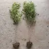 Dropshipping de mudas de buxo de haste única, mudas de buxo de folha pequena, bonsais ornamentais plantados em jardins e espaços comunitários, tocos de árvores e sebes