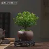 Planta Bonsai Nanmu Vermelho de Folhas Pequenas, Sempre Verde e Fácil de Cuidar, Que Purifica o Ar em Ambientes Internos e Absorve Formaldeído, uma Planta Verde de Mesa em Vaso