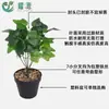 Planta Verde Artificial Decoración de Interiores Proyecto de Pared de Plantas Verdes Accesorios de Decoración Ramo de Enverdecimiento de Hojas Hoja de Camote Hoja de Potos