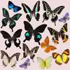 Especimen de Mariposa Real en Marco, Pieza de Exhibición Terminada, Regalo para Niños, Niñas, Graduados, Cumpleaños, Especimen de Mariposa Morpho Azul Grande