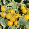 Colección Wholesale del Fabricante de Semillas de Verduras para Cuatro Estaciones para Huertos Caseros, Verduras en Macetas de Balcón, Semillas de Frutas y Semillas de Verduras Hidropónicas