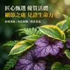 Arreglos de Plantas Grandes para Paisajismo, Decoraciones Florales de Jardín, Conjuntos de Paisajismo para Esquinas de Hoteles y Restaurantes, Manojos de Cañaveral Real