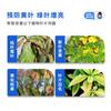 Dr. Flor Estrella y Hierba Hoja Verde Planta Tesoro Nutrición Universal Clorofila Líquida Flor Planta Verde Fertilizante Foliar