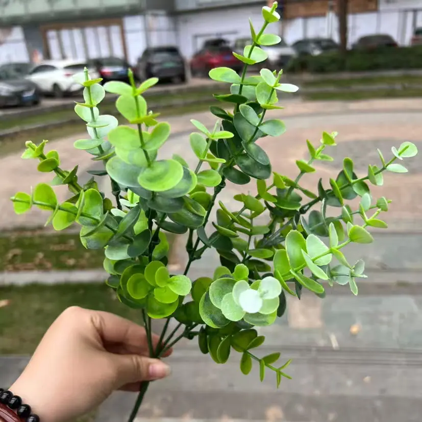 细叶尤加利9