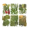 Planta Folha Verde Espécime Folhas Flores Secas Jardim de Infância Material Artesanal Adesivo Folhas Reais DIY Cola de Gota Moldura de Foto Embossado
