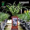 Tipo de sabor Luzhou interno Wengyuan Floração e Jianlan Escritório Bom para criar mudas de orquídea de quatro estações Planta verde Vaso Grande Fengsu