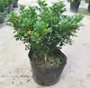 Plántulas de flores de Milán, flores de interior en maceta, plantas verdes para balcón y patio, florecen en todas las estaciones, fragancia fuerte, plantas repelentes de mosquitos, plantas maduras