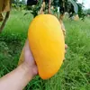 Hainan Jin Huang Mango Fresco Narciso Mango Paquete de Gato Caja Entera Piel Fina Fruta de Temporada para Mujeres Embarazadas Frutero Entrega Directa Envío Gratis