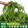 Salada de Legumes de Longevidade Instantânea com Alga Marinha Salgada, Ingredientes Frescos para Hot Pot, Alga Marinha Seca, Brotos de Bambu Instantâneos de Weihai