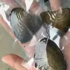 Aspira almeja pequeña una almeja una perla AAA perla real color mixto Los pedidos de comercio exterior se pueden hacer según los requisitos de Beckham